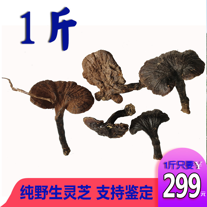 500g wild lingzhi whole branch Lingzhi Guangxi wild purple lingzhi black lingzhi 1 catable to beat powder