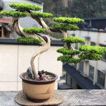 New Chinese simulation welcome pine living room porch Luohansong bonsai office green plant ornaments hotel Thuja plants