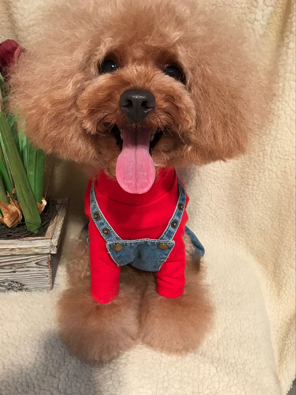 Spring and autumn bottoming T-shirt all-match embroidered high-neck ribbed long-sleeved dog bottoming with Teddy puppy clothes