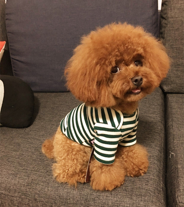 Knitted striped underwear pet clothes spring and autumn bottoming T-shirt cute cat dog clothes teddy clothing