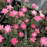 Цинхуа День, месяц, звезда, Tianhe Rose Micro Multi -Sesesen European Europe Moon Lotus Flower Type Тип розового балкона вечеринка розовые сезон