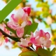 Shuangxi Begonia 10 лет саженцев (оригинальная почва)