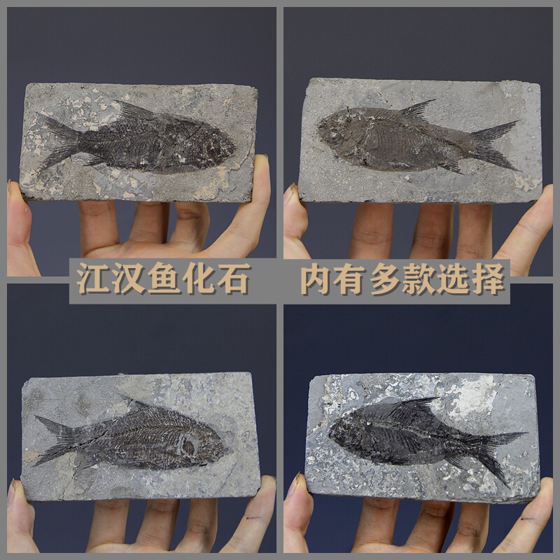 Fossil chiarosaur fossilized animal fossil fish fossil fish fossilized specimens osteoclams 88