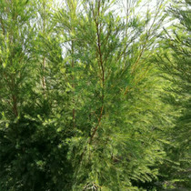 Fresh Australian tea tree fresh branches issued 3 kg starting shot