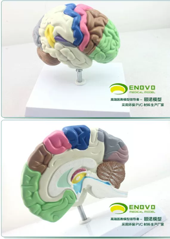 ENOVO Phân vùng não người Telencephalon Não thất Não bán cầu Mô hình giải phẫu não - Chế độ tĩnh