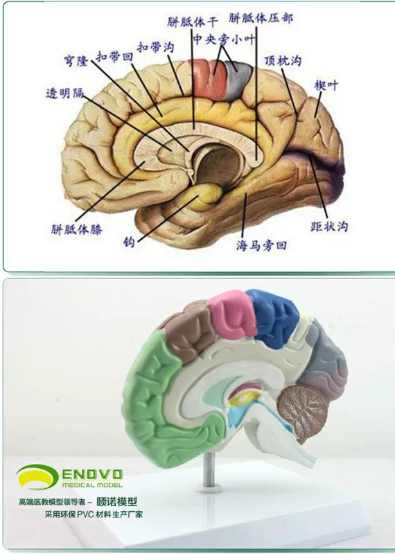 ENOVO Phân vùng não người Telencephalon Não thất Não bán cầu Mô hình giải phẫu não - Chế độ tĩnh