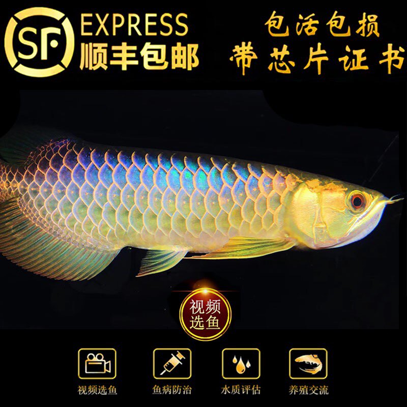 广州万海龙鱼贸易