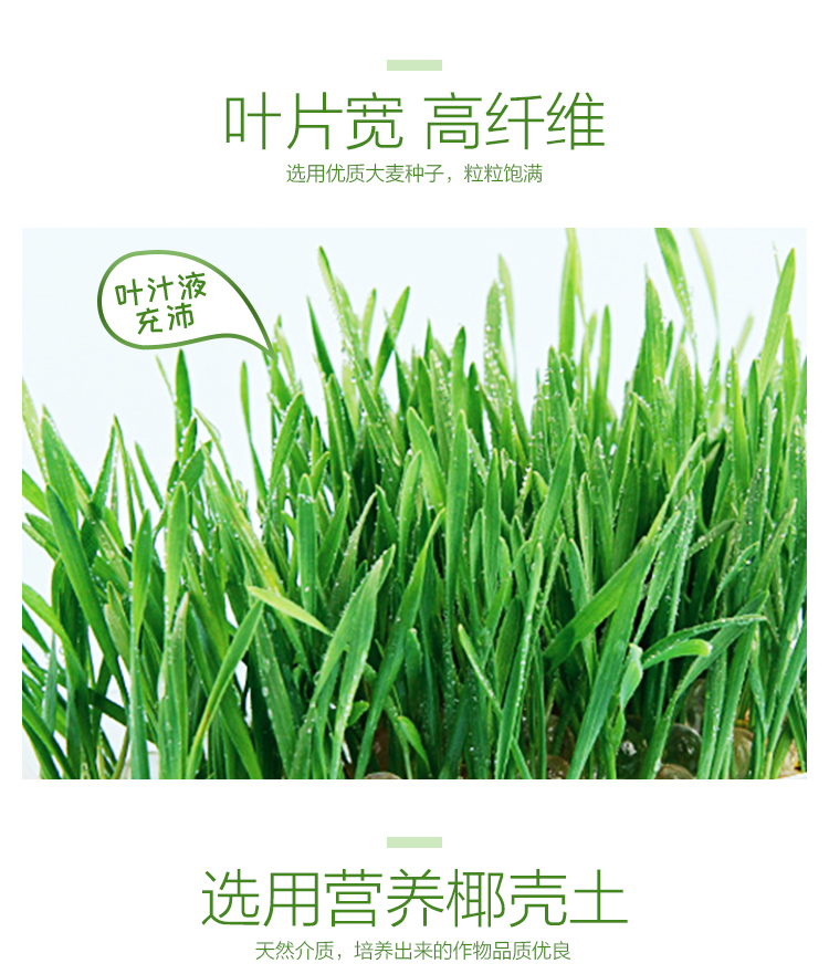 Crystal cat cỏ đặt bóng tóc để giúp tiêu hóa chất lỏng dinh dưỡng catnip mèo cưng mèo ăn nhẹ để gửi đồ chơi - Đồ ăn nhẹ cho mèo thức ăn mèo con