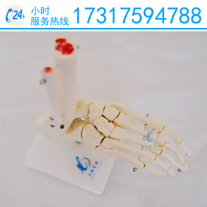 人体自然大脚关节模型教学标本踝关节解剖训练模拟人