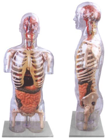 Transparent Half Body Trunk with Viscera Model
