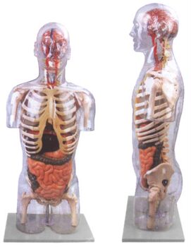 Transparent Half Body Trunk with Viscera Model