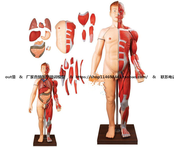 人体全身层次肌肉附内脏模型解剖模拟人标本假人模具