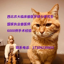 7 ans Old Shop Xian Door-à-porte Public Cat Sterilization Surgery State Practice Veterinary Sterilization Minimally Invasive Wireless Stitching