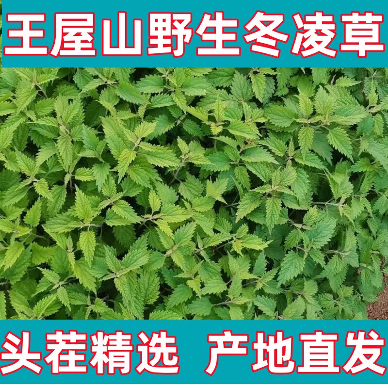 冬凌草本堂的LOGO