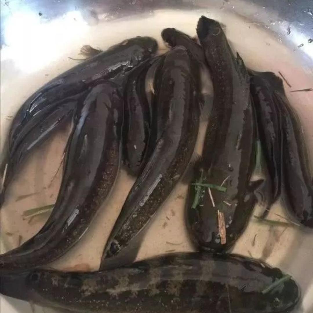 潮汕鲜活天然土鱼海钓鲟虎鱼海鱼活寄：探寻深海美味的秘密！
