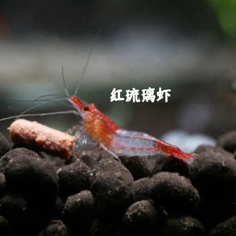 特价活体虾大放送！蓝足星空虾4月特惠，10送2只，顺丰包邮！