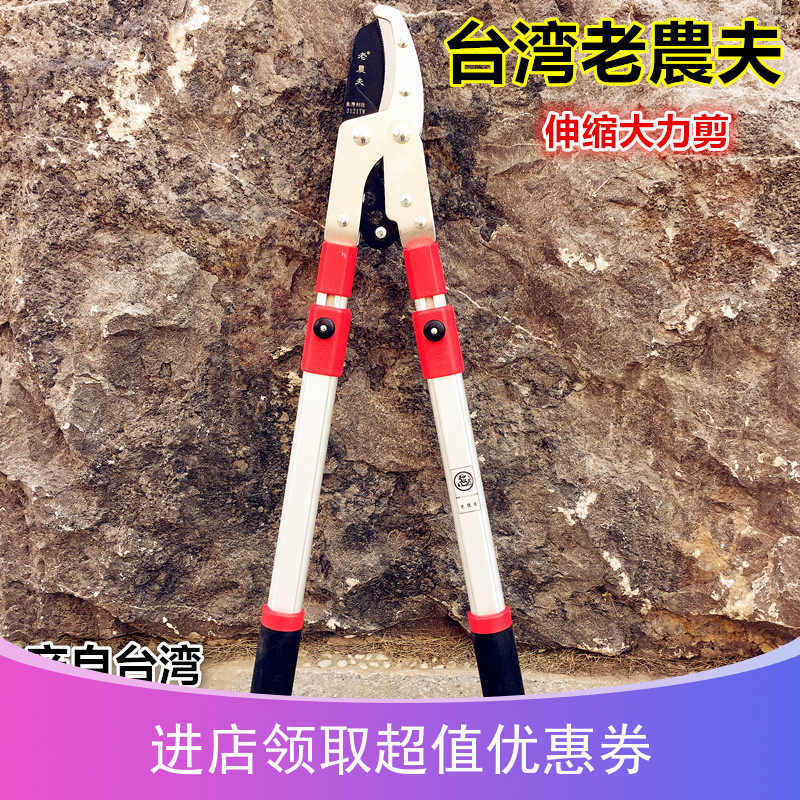 New old farmer in Taiwan stretched the branches of the grand cut tree cut tree trim branches with large scissors