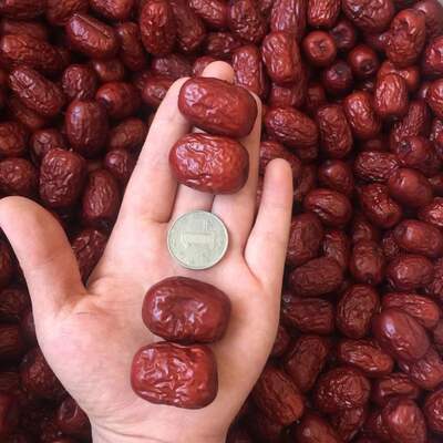 Xinjiang specialty, 500g of New Ruoqiang jujubes and grey jujubes from 2024, ready to eat, used for making soup or porridge