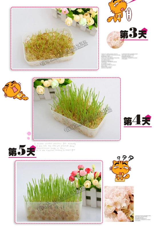 Bộ trồng cỏ mèo tự nhiên Đồ ăn nhẹ cho mèo tự nhiên Không có đất bùn pha lê Mèo hạt giống nảy mầm tỷ lệ cao