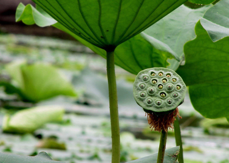 农家自产红莲子白莲子莲藕子荷花子去皮去芯香