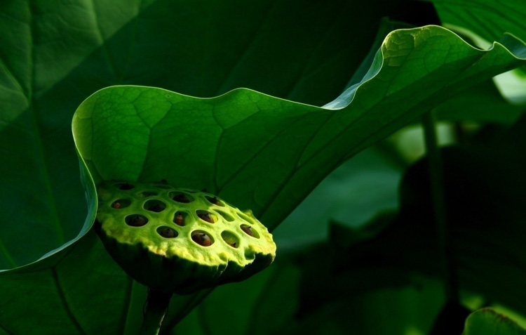 农家自产红莲子白莲子莲藕子荷花子去皮去芯香