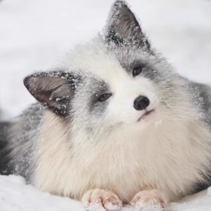 雪狐幼崽太萌了!冰岛纯血白狐活体家养,这波不冲亏麻了😭-宠物狐狸-淘宝百科网