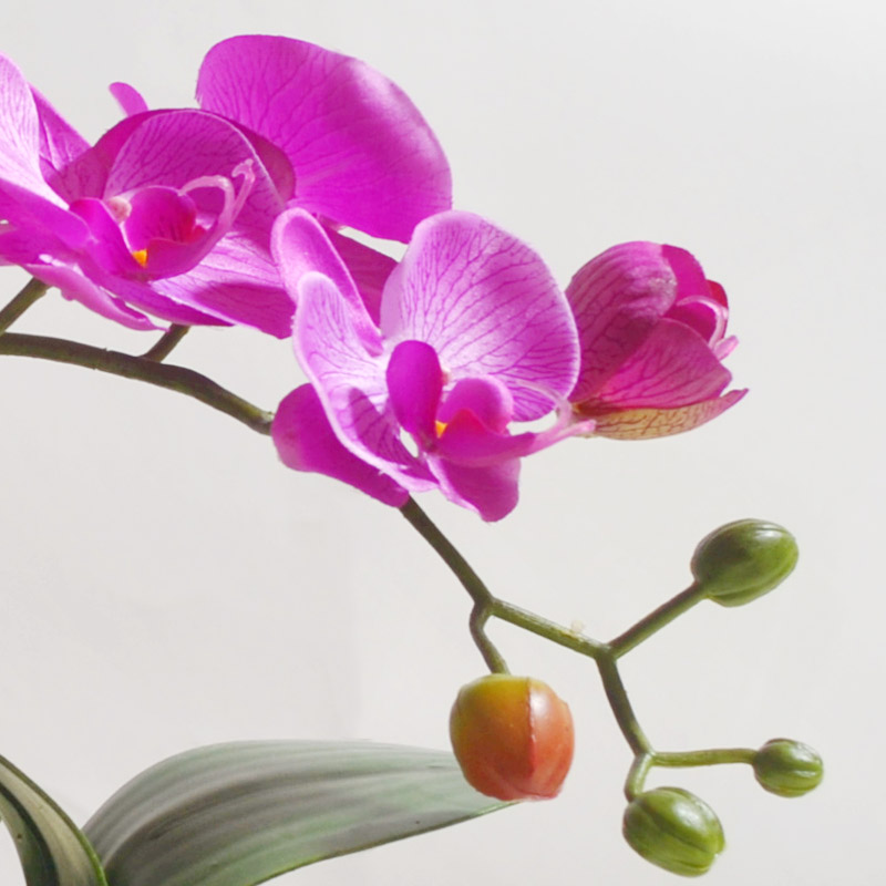 Simulation emulation silk flowers money butterfly orchid orchid fresh flowers miniascape of ceramic household act the role ofing is tasted many optional vase