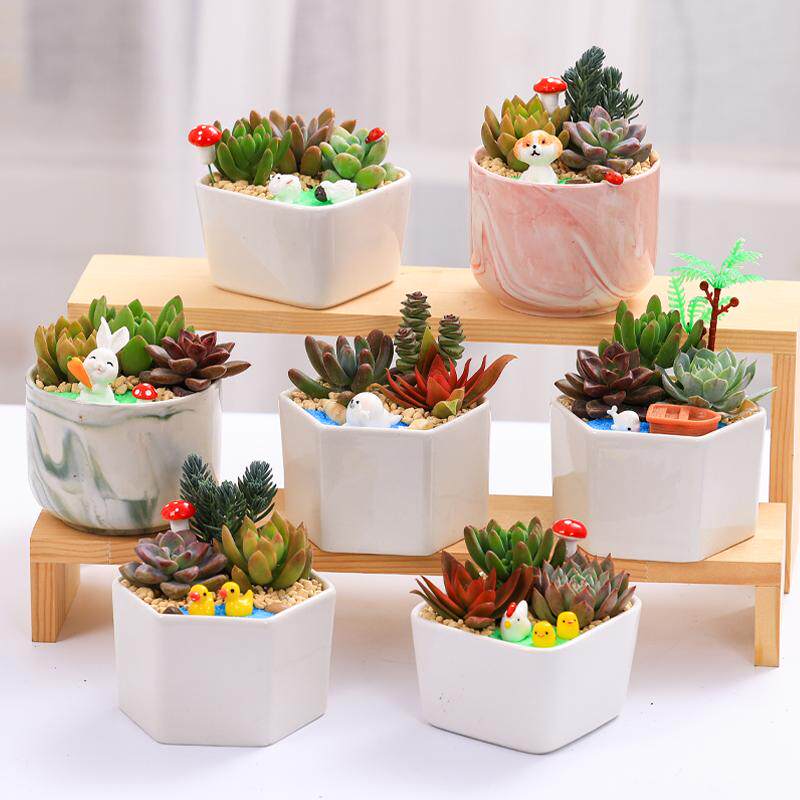 Суккуленты комбинированный суккулент в горшке DIY микро-ландшафтный материал упаковка посылка праздничный подарок белое фарфоровое растение в горшке Изображение 1
