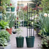 Садовые растения, поднимающиеся по розы роза Роза Роза Роза Комбинированная цветочная полка