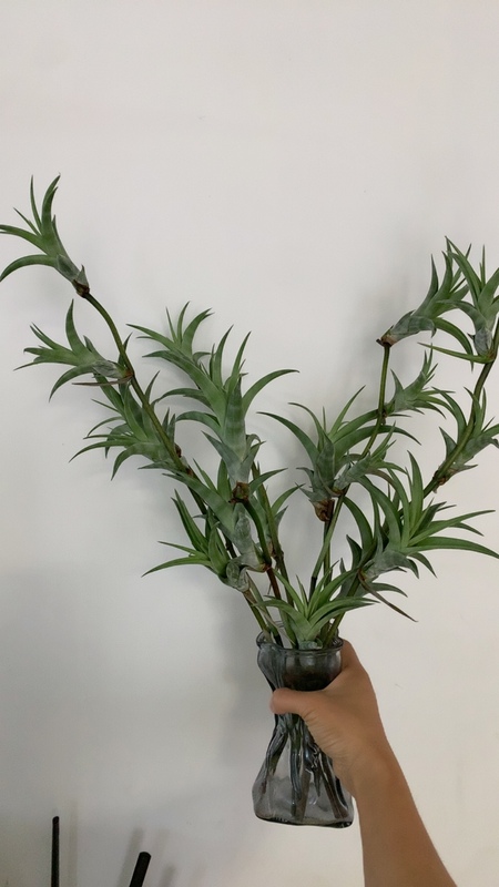 Air Plant with Wooden Handle, Soilless Green Plant for Flower Arrangement, Easy to Maintain on Indoor Office Desks Air Plant with Wooden Handle, Soilless Green Plant for Flower Arrangement, Easy to Maintain on Indoor Office Desks