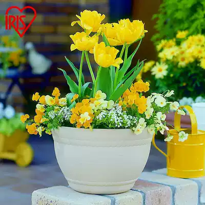 IRIS bowl-shaped flowerpot resin imitation ceramic plastic succulent plant combination potted seed golden GE simple flower pot