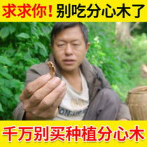 Walnut part wood Super Chinese herbal medicine 500g black walnut heart heart part wood sandwich Wood good sleep