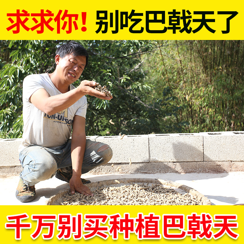 Morinda officinalis medicinal material premium 500g can be used with Eucommia man soaking in water and wine for health