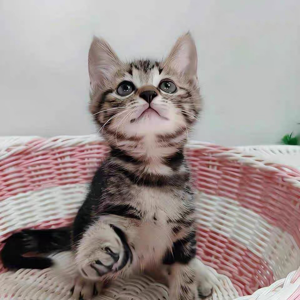 🐱【猫咪大搜寻】中华田园猫幼崽，橘猫、狸花猫、奶牛猫、黑猫、玄猫