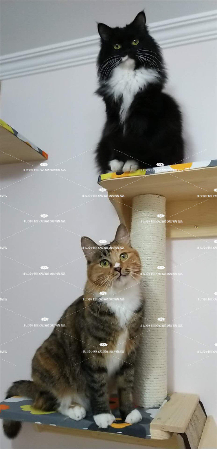 Cat Furniture Series Solid Wood Luxury Cat Climbing Frame Wall