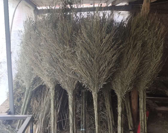 The road sweeps the bamboo sweep the sanitation sweep the cleaning