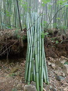 Now Cut Fresh Mountain Green Bamboo Bamboo Pipe Bamboo Pole Floral Wedding Celebration Decoration Outdoor Desktop Decora