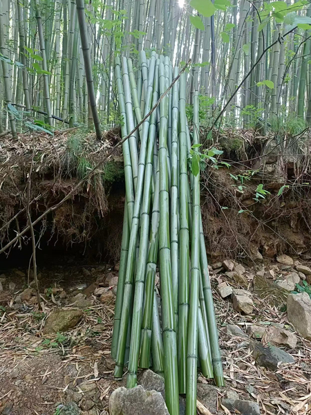 Now Cut Fresh Mountain Green Bamboo Bamboo Pipe Bamboo Pole Floral Wedding Celebration Decoration Outdoor Desktop Decoration Green Short Bamboo Segment