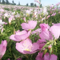 Beautiful Moon See Grass Seed Pink Multi-year Birth Root Flowers All Season Easy to live and drought-tolerant landscaped flowers plants