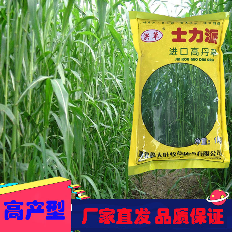 Xin Daye US imported herd seed pig and shepherd spring broadcast high-yield high-yield Takadan grass sorghum