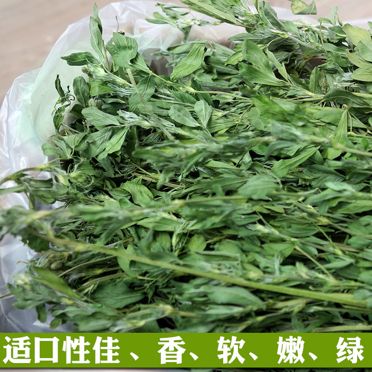 In the time 22 years of new alfalfa leaf more rabbit Dutch pig cat herb hay grass grass 1 kg gross weight