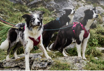 Niu Niu pet Finnish HURTTA dog leash dog chest back supplies sports chest strap break free