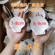 BBQ Garlic Vermicelli White Large Scallop Shells Steamed Scallops Hawaiian Half Shell Large Tray Shells