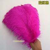 Южная Африка импортированные страусисты