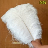 Южная Африка импортированные страусисты