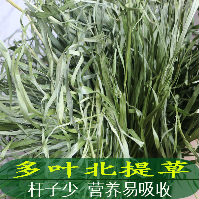 21 years of newly dried special grade multi-leaf Berti rabbit totoro Dutch pig grass feed rabbit food Australian wheat 500g