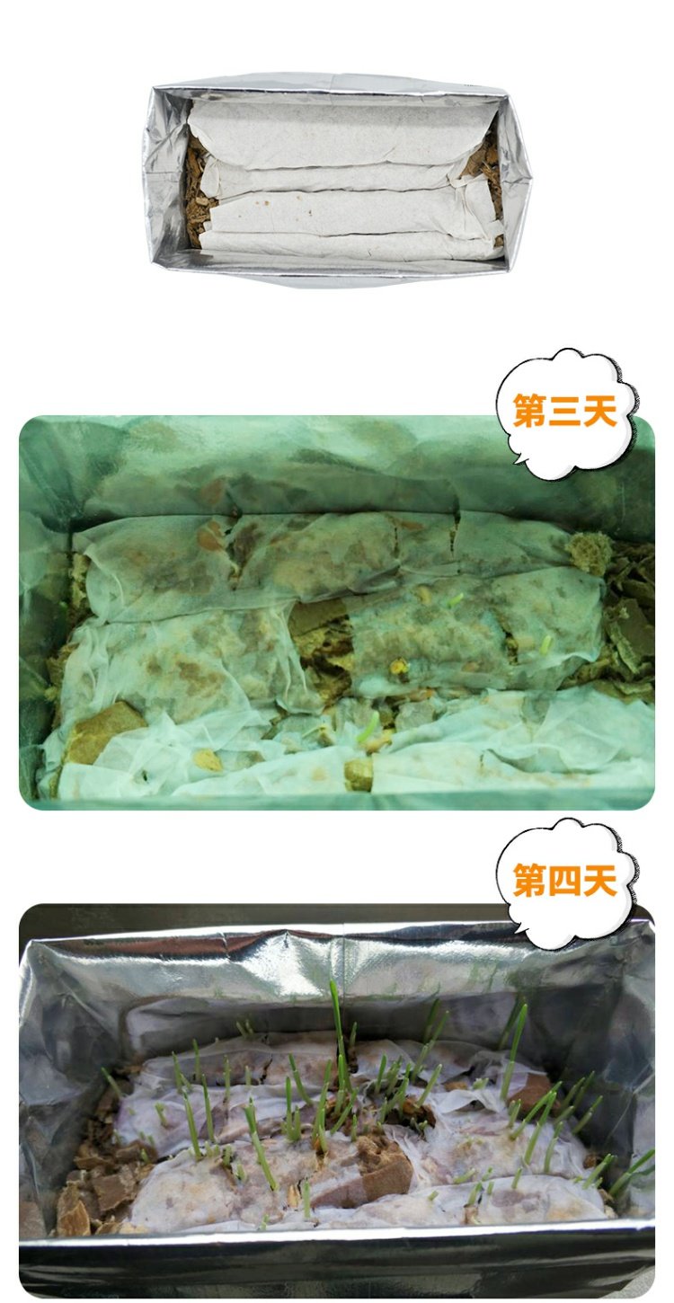 Soilless Cat Grass Hạt giống lúa mạch Cat Grass Cat Cat tự nhiên Depot Ball Cat Snack Điều hòa Tiêu hóa Dễ trồng Trồng không cần thẻ - Đồ ăn nhẹ cho mèo thức ăn thú cưng