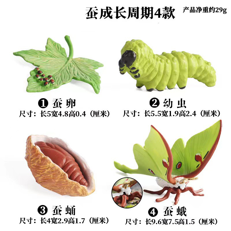 товар из китая 仿真昆虫动物成长周期模型仿真 青蛙 蝴蝶 蚕宝宝 种子 生长周期 Zhongjieming toys