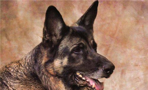 狂犬病是最常見的德牧疾病 要小心謹慎 淘寶海外