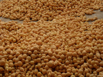 Original ecological natural gourd 5cm 10cm